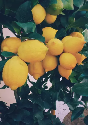 amalfi lemon tree